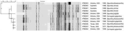 Comprehensive phenomic and genomic studies of the species, Pectobacterium cacticida and proposal for reclassification as Alcorniella cacticida comb. nov